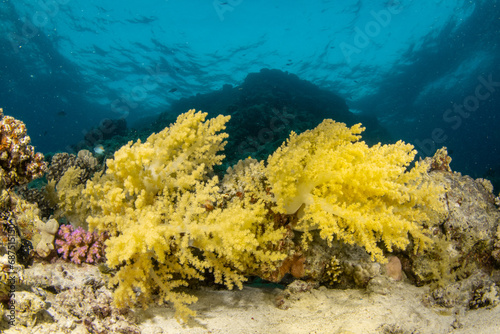 Yellow Soft Broccoli Coral (probably Litophyton arboreum) in turquoise water of the coral reefs of Marsa Alam, Egypt