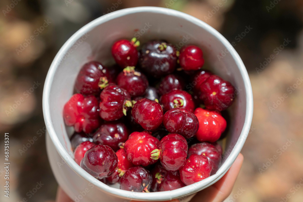 White plastic bowl full of harvested Pitanga (Eugenia uniflora) fruits. White plastic bowl full of harvested Pitanga (Eugenia uniflora) fruits.