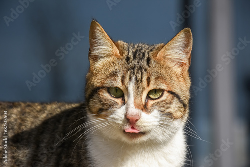 close up portrait of a cat - cat sticking tongue out © Branur