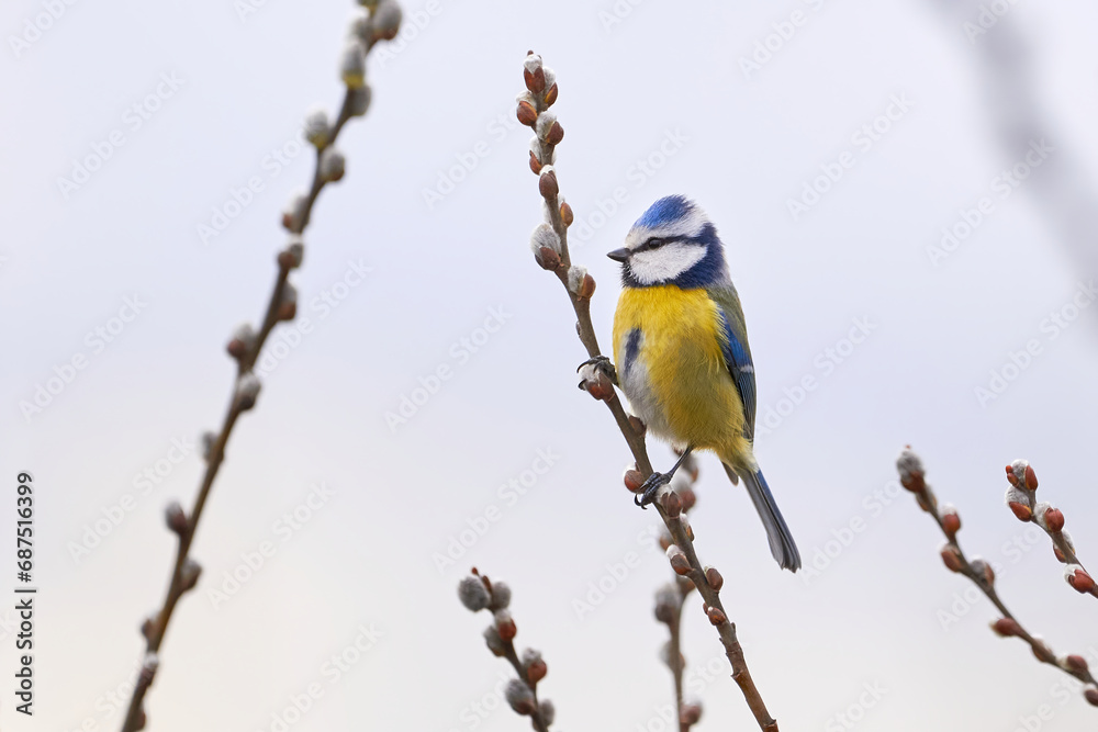 Fototapeta premium Eurasian blue tit bird sitting on a catkin or ament flower ( Cyanistes caeruleus )