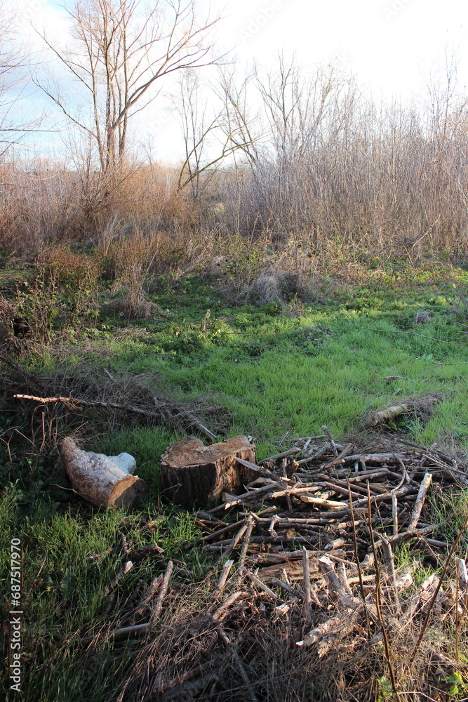 A tree stump in a grassy area A tree stump in a grassy area