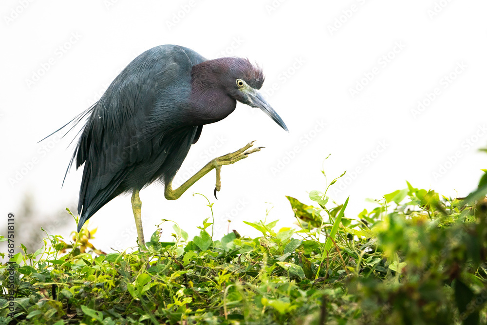 Fototapeta premium Little Blue Heron Raising his Foot to Scratch