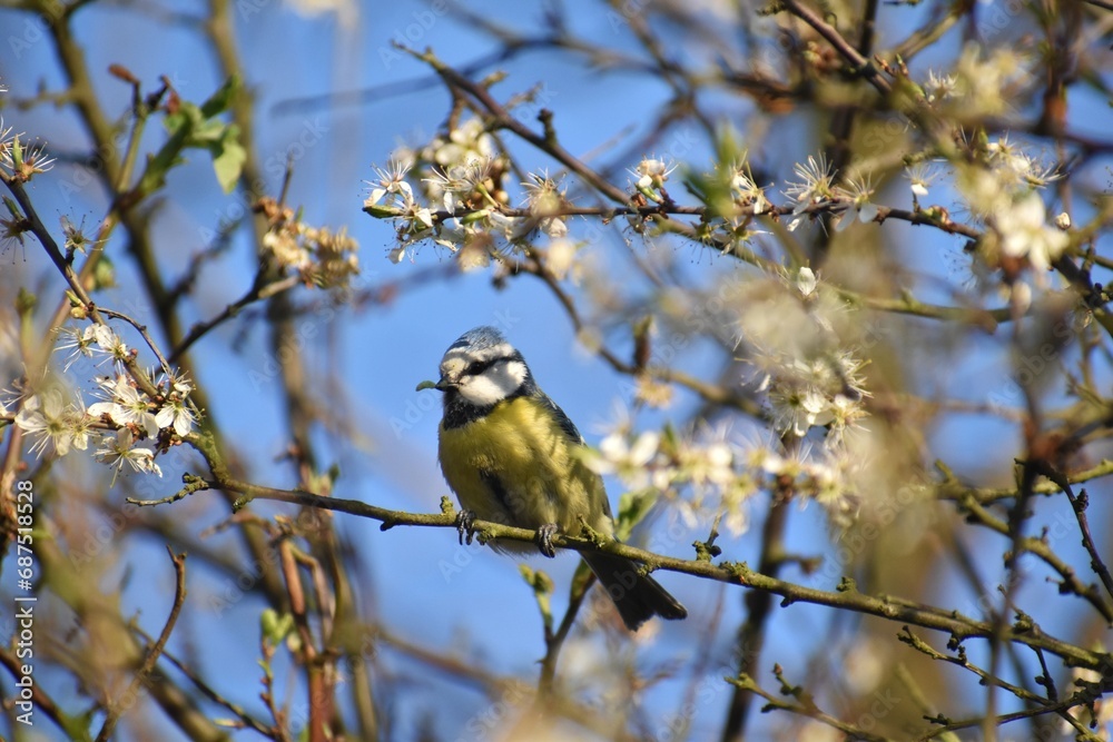 Cyanistes caeruleus młoda sikorka modraszka zwyczajna ptak bird Cyanistes caeruleus młoda sikorka modraszka zwyczajna ptak bird