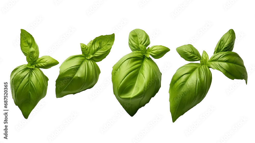 Isolated Fresh Green Basil Leaves on Transparent White Background, Fragrant Herb for Culinary Delight and Dish Garnishing, Promoting Healthy Eating and Flavorful Nutrition