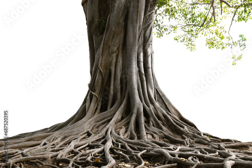 root of tree isolate on white background photo