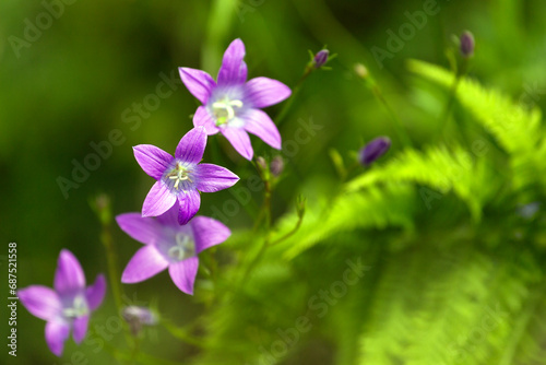 Beautiful purple flowers on a green background.