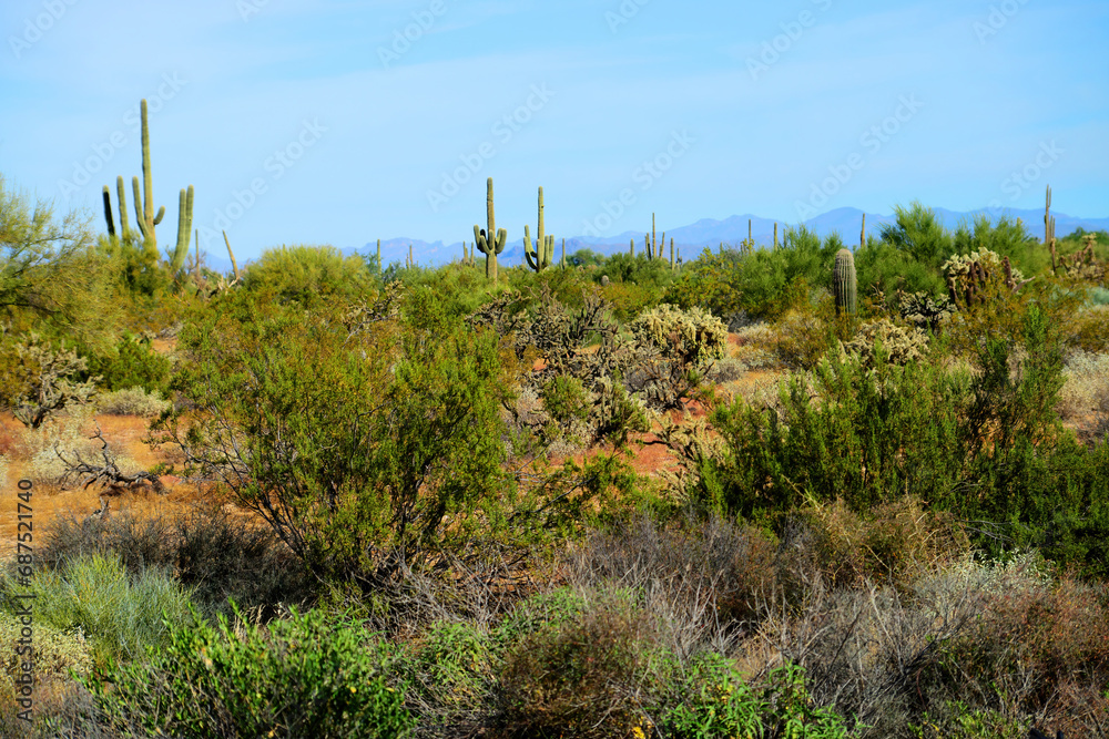 Sonora Desert Arizona