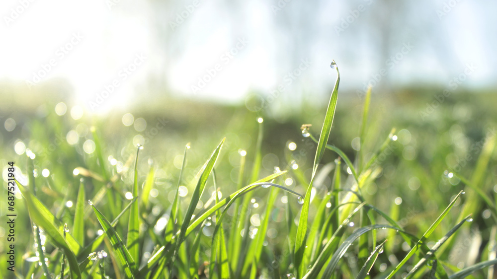 Fototapeta premium Grass. Fresh green spring grass with dew drops closeup. Soft focus. Abstract nature background.
