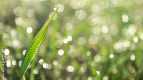 Grass. Fresh green spring grass with dew drops closeup. Soft focus. Abstract nature background.