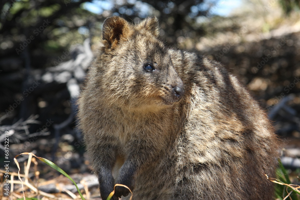 Quokka auf der Insel