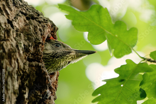 european green woodpecker Picus viridis photo