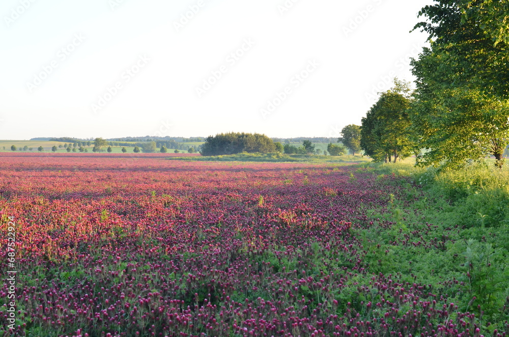 Fototapeta premium CLOSE VIEW OF RED CLOVER,