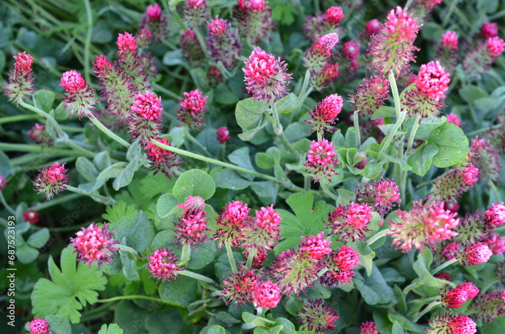 FIELD WITH RED CLOVER FIELD WITH RED CLOVER