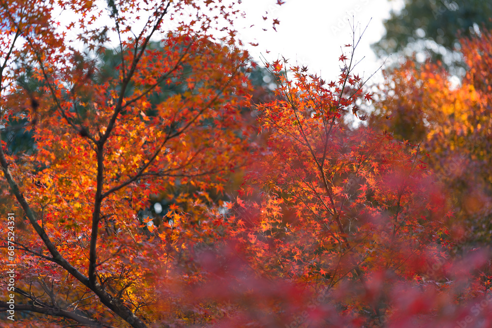 境内の紅葉