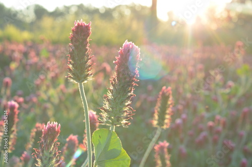 CLOSE VIEW OF RED CLOVER,