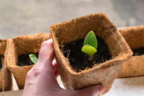 Zucchini seed which has sprout in biodagradable pot, zero waste and plastic free photo