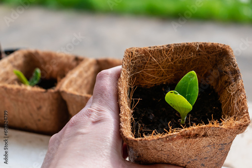 Zucchini seed which has sprout in biodagradable pot, zero waste and plastic free photo