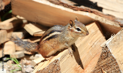 Eastern Chipmunk standing  on firewood pile