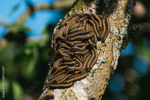 Caterpillars seen in a fruit tree, possibly the lackey moth, malacosoma neustria, lepidoptera