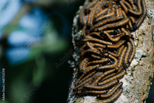 Caterpillars seen in a fruit tree, possibly the lackey moth, malacosoma neustria, lepidoptera