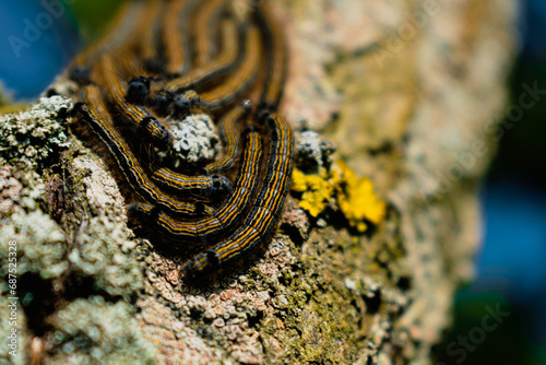 Caterpillars seen in a fruit tree, possibly the lackey moth, malacosoma neustria, lepidoptera photo