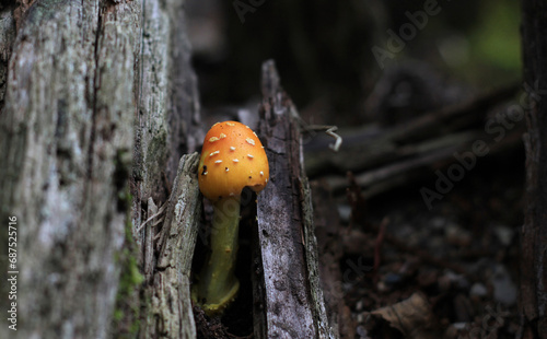 yellow patches mushroom growing in dead tree stump