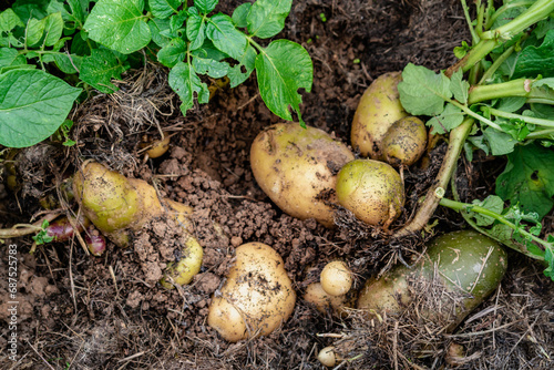 Potato above ground under mulch, growing and harvesting