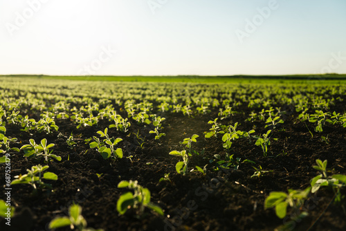 Soybean, soya bean sprout. Growing soybeans on agricultural farmers field. Products for vegetarians. Agricultural soy plantation in a sunny day.