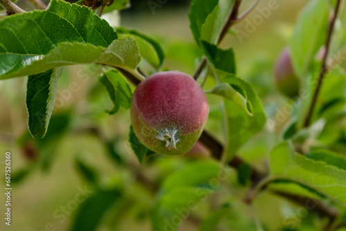Little apples growing on apple tree in an orchard, healthy and natural food, pomum