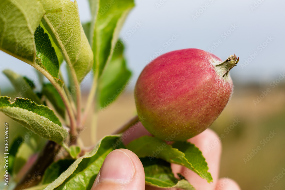 Little apples growing on apple tree in an orchard, healthy and natural food, pomum Little apples growing on apple tree in an orchard, healthy and natural food, pomum