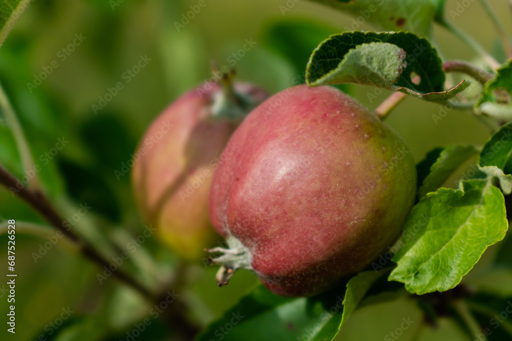 Little apples growing on apple tree in an orchard, healthy and natural food, pomum Little apples growing on apple tree in an orchard, healthy and natural food, pomum
