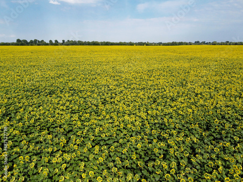 A picturesque field of sunflowers under a blue sky, aerial view. A farm field on a hot summer day, landscape.