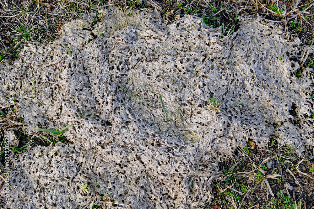 Dried cow dung inhabited by insects. Excreta from cattle. Dried cow dung inhabited by insects. Excreta from cattle.