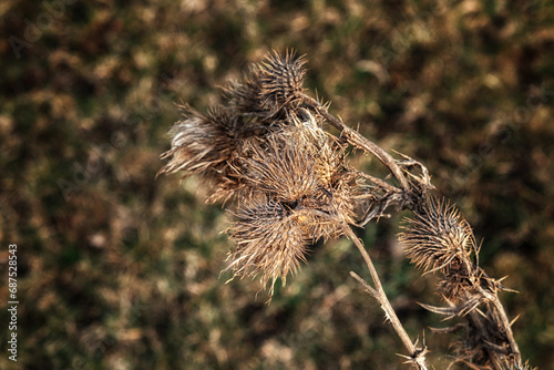 This is a close-up photo of a thistle plant with dried, brown flowers. The background is a blurred field of grass. The thistle plant is in focus and the flowers are sharp and spiky.