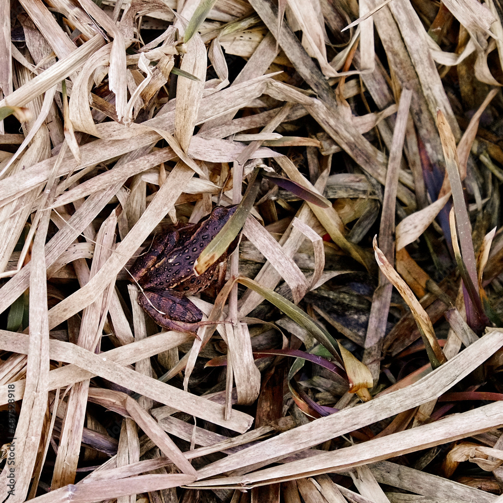 A small frog is hiding among the dry grass. Frog with camouflage skin color. Wild nature. A small frog is hiding among the dry grass. Frog with camouflage skin color. Wild nature.