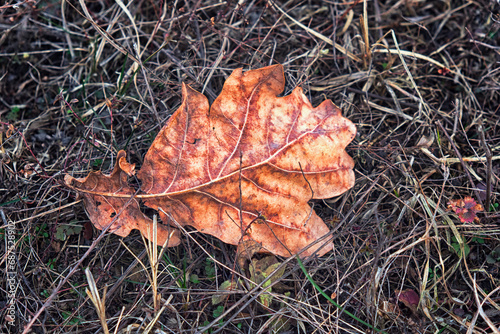 A photo of a large, orange, dry leaf on a bed of twigs and grass.
