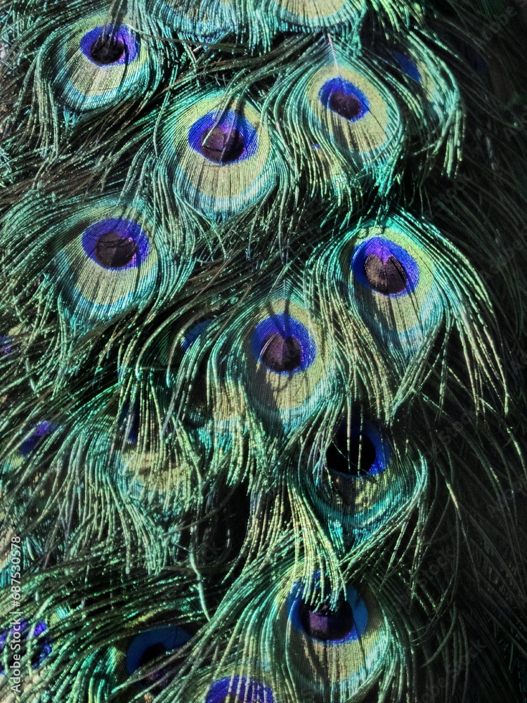 Fototapeta premium Plumas de pavo real