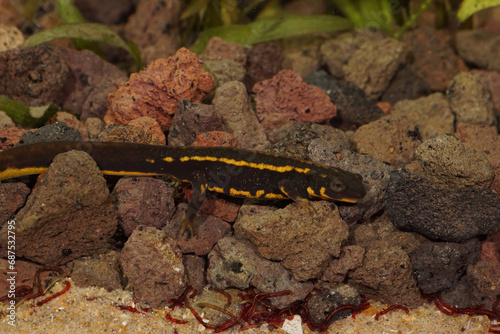 Closeup on a juvenile of the endangered Japanese Riu-Kiu sword-tailed newt, Cynops ensicauda ensicauda photo