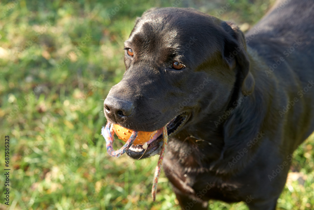Labrador Retriever with the ball on the rope