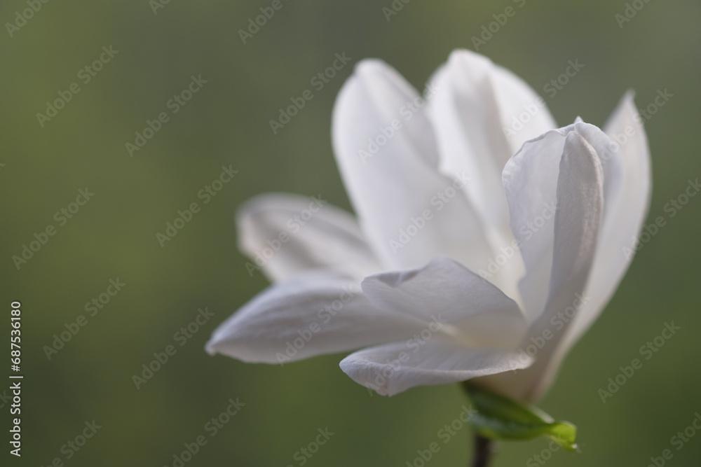 A white magnolia flower opened its fragile petals. A white magnolia flower opened its fragile petals.