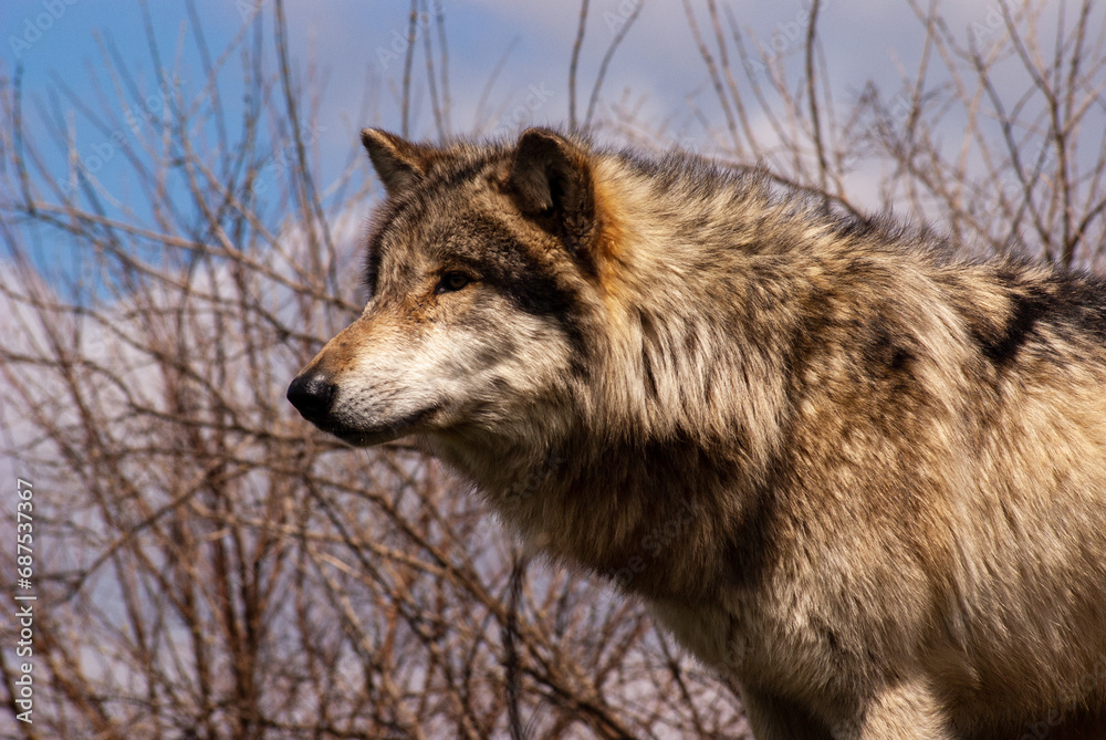 Fototapeta premium Wolf in nature