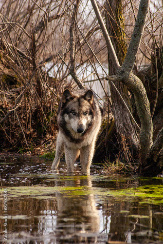 Wolf in the water