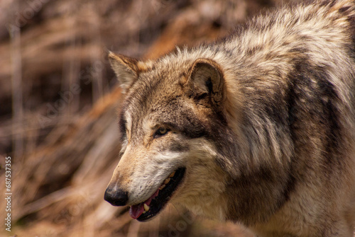 Wolf looking for something