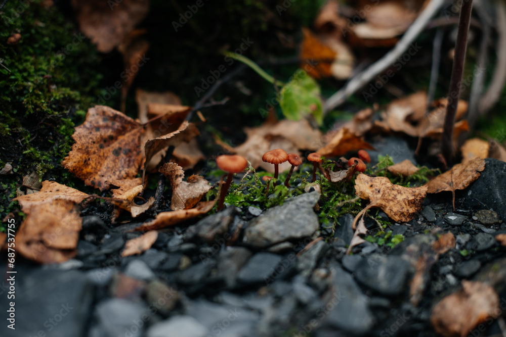 small mushrooms grow in the autumn forest small mushrooms grow in the autumn forest
