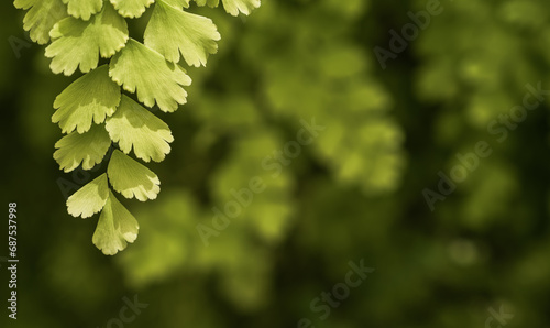 green leaves background