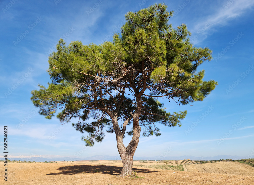An alone Turkish pine (Pinus brutia) tree, left as a shade tree in an agricultural field. It is a pine species native to the eastern Mediterranean region. An alone Turkish pine (Pinus brutia) tree, left as a shade tree in an agricultural field. It is a pine species native to the eastern Mediterranean region.