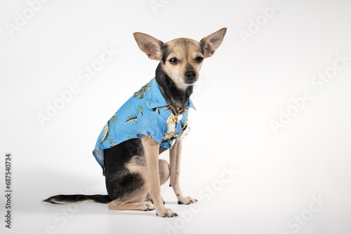 dog clothes, pet accessories, puppy in summer t-shirt on a white background © yta
