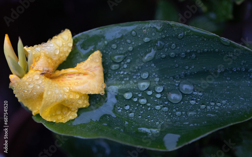 Canna lily with rain drops on leaf and flower