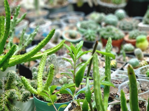Cactus plants are grown in pots to decorate the home for beauty.	