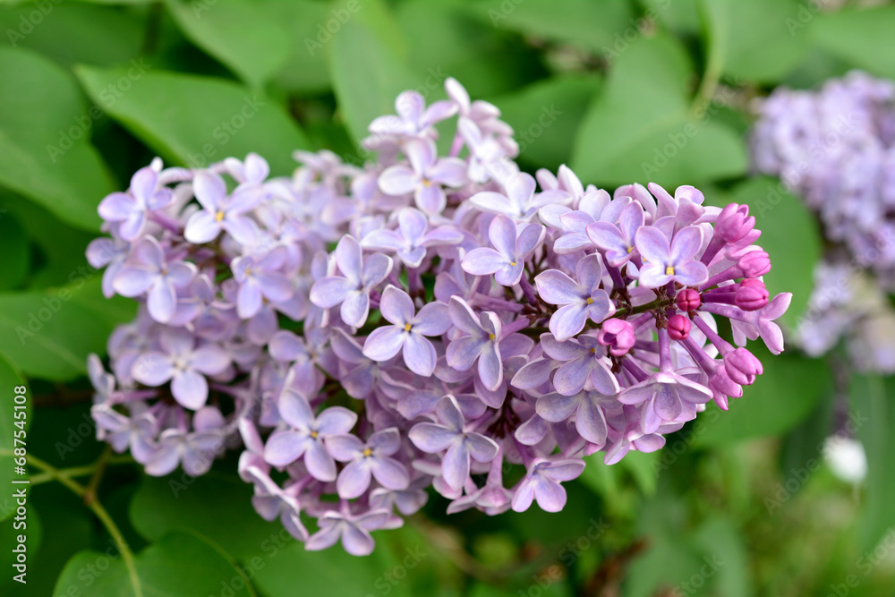 blooming lilac with green leaves on background close up blooming lilac with green leaves on background close up